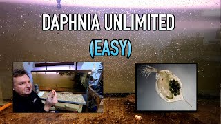 How I Raise Daphnia Water Fleas And You Can Too [upl. by Irtimid]