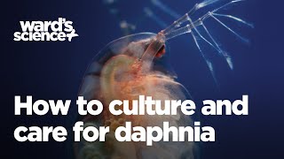 Caring and Culturing for Daphnia [upl. by Redvers]