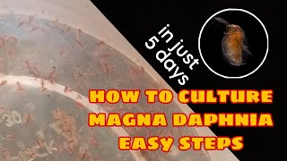 How to Culture Magna Daphnia Easily [upl. by Sontich]