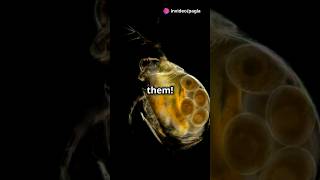 How to culture Daphnia for your Aquarium [upl. by Eenehs769]