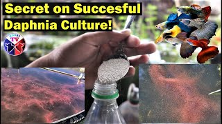 How to Culture Daphnia Successfully [upl. by Ahselak]