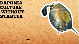 HOW TO CULTURE DAPHNIA NATURALLY WITHOUT A STARTER [upl. by Inama771]