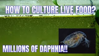 How to Culture Daphnia Secret Method to Breed MILLIONS  Simply Aquatic [upl. by Golden]