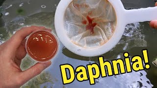 How I Culture Daphnia In Outdoor Tubs [upl. by Anilegnave]