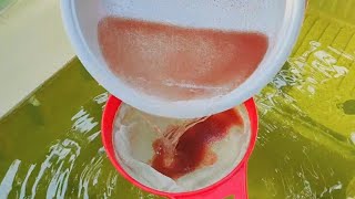 How to culture daphnia  Daphnia culture  How to grow daphnia outdoor [upl. by Nuahs]