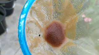 How to culture daphnia moina in a small container Part 1 English Subtitle [upl. by Spooner]