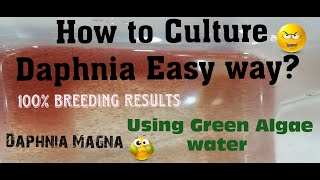 Daphnia MagnaHow to Culture Daphnia Easy wayCulturing Daphnia using Green water Daphnia [upl. by Hescock362]