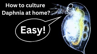 BEST Live Fish Food Beginner guide How to Culture Daphnia at home [upl. by Ysak468]