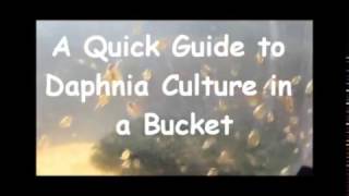 How to culture daphnia outside [upl. by Arrio697]