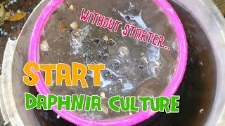 How to culture daphnia moina the easy way 1  Starting the Daphnia culture [upl. by Delly]