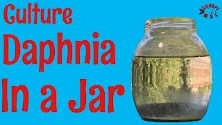 How to Culture Daphnia in a Jar [upl. by Gnak175]