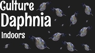 How to Culture Daphnia [upl. by Yousuf]