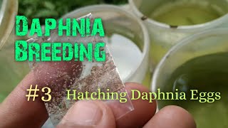 Daphnia Culture made simple and easy 3  Hatching Daphnia eggs [upl. by Ebonee]