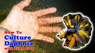 How to Culture Daphnia with ZERO Cost  Unlimited Live Food For Our Fish [upl. by Konopka]