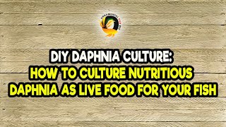 DIY Daphnia Culture How to Culture Nutritious Daphnia as Live Food for Your Fish [upl. by Trelu]