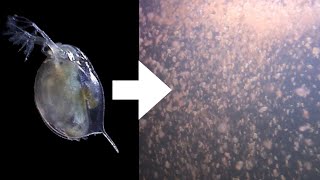 How I Culture Daphnia [upl. by Yeaton679]