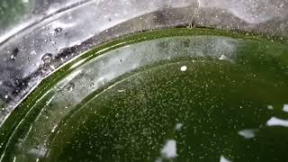 DAPHNIA MOINA CULTURE IN A SMALL BUCKET [upl. by Rauch]