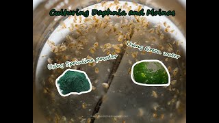 How To Culture Daphnia and Moinas using Green Water Spirulina powder [upl. by Wayolle]