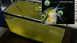 Raising Daphnia for the Freshwater Aquarium [upl. by Amati]