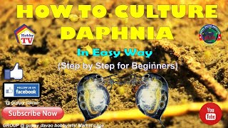 HOW TO CULTURE DAPHNIA In Easy Way [upl. by Cyn854]